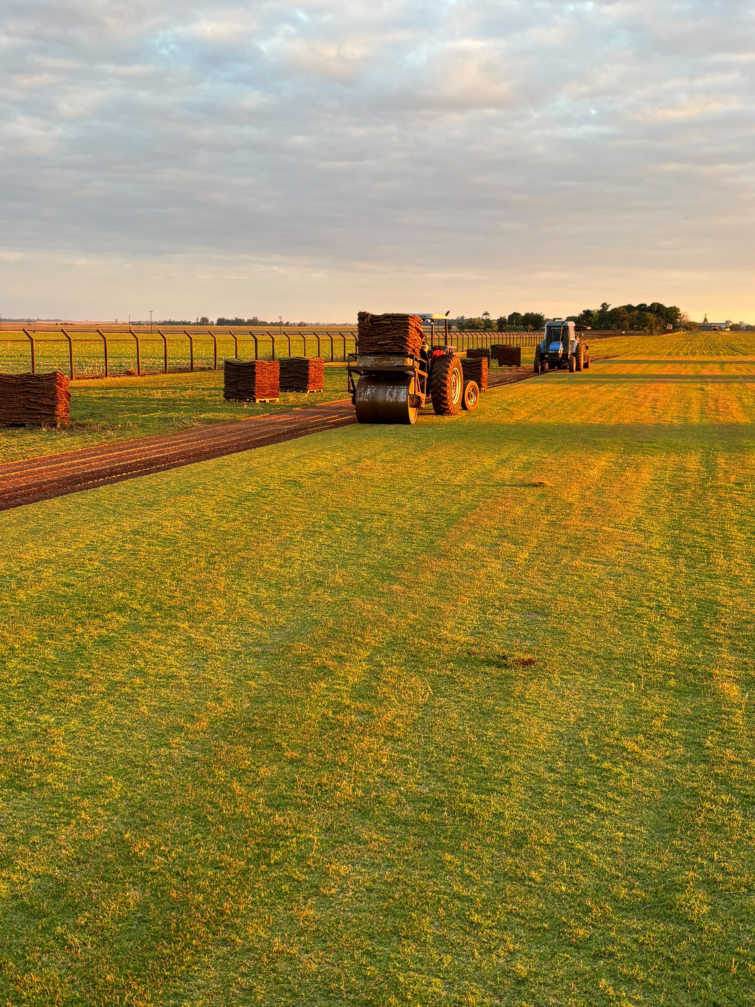 Campo de grama com placas empilhadas, tratores e uma máquina de colheita durante a operação; foto fornecida pela Grameira Maripá.